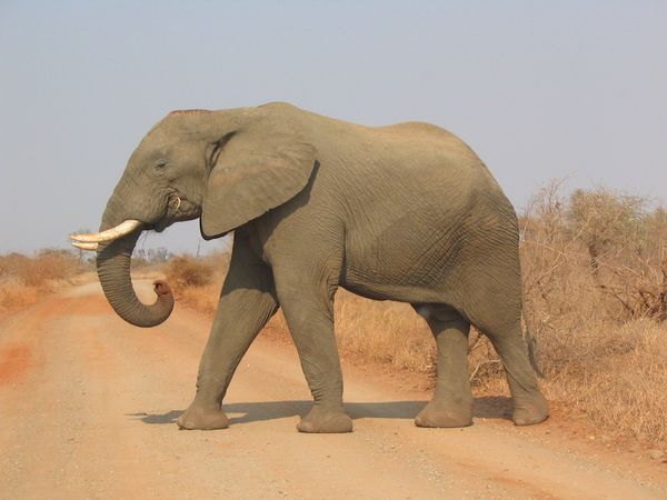 An  elephant crossing a dirt road